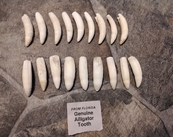 Alligator Tooth For 1 Extra Extra Large About 1 3/4" Long From Fla