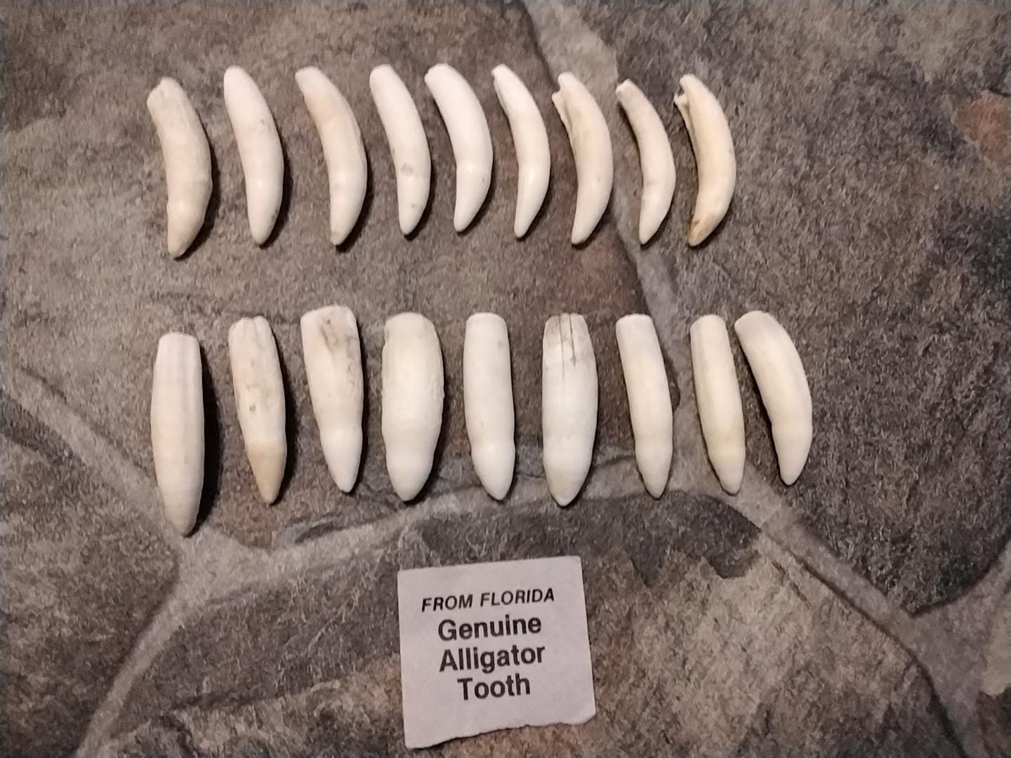 Alligator Tooth for 1 Extra Extra Large About 1 3/4