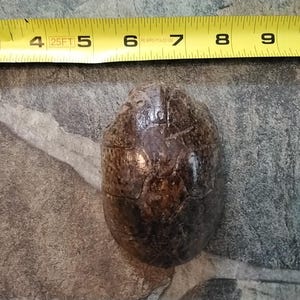 Turtle Shell Small Musk Turtle Shell 3 3/4&quot; x 2 1/2&quot; # MTS2