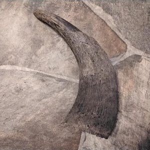 May include: A curved, weathered horn, likely from an animal, with a dark brown color and a textured surface. The horn is set against a stone background, showcasing its natural form and details.