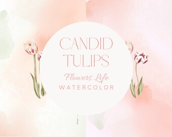 FLOWERS LIFE Candid Tulips Watercolour. Tulips clipart. Premade clipart. Watercolour clipart. Fine art clipart. Floral clipart