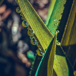 rain drops on leaves