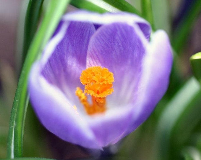 Nature Up Close