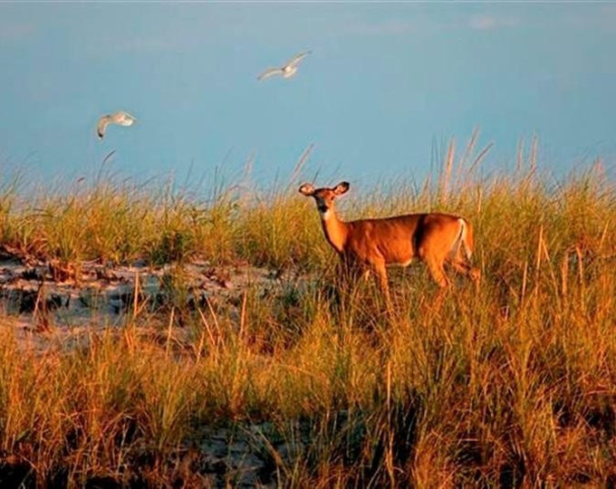 Deer on a Dune (Fire Island)