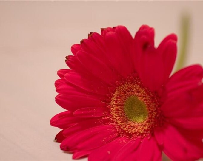 Gerber Daisy