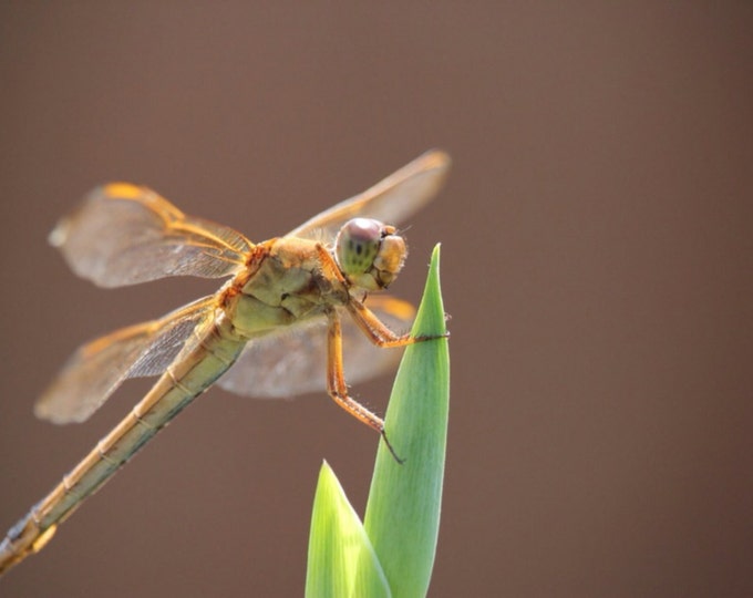Stop Bugging Me!