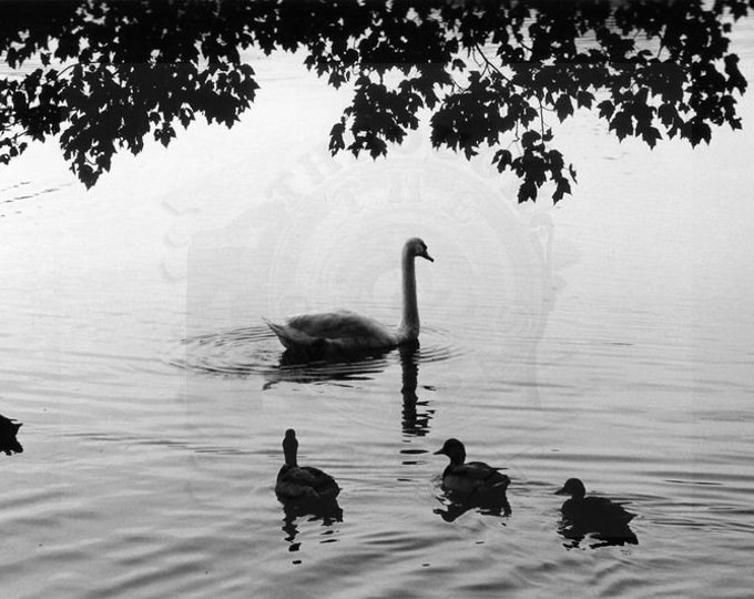 Family - Original Print by Scott M. Rhodes