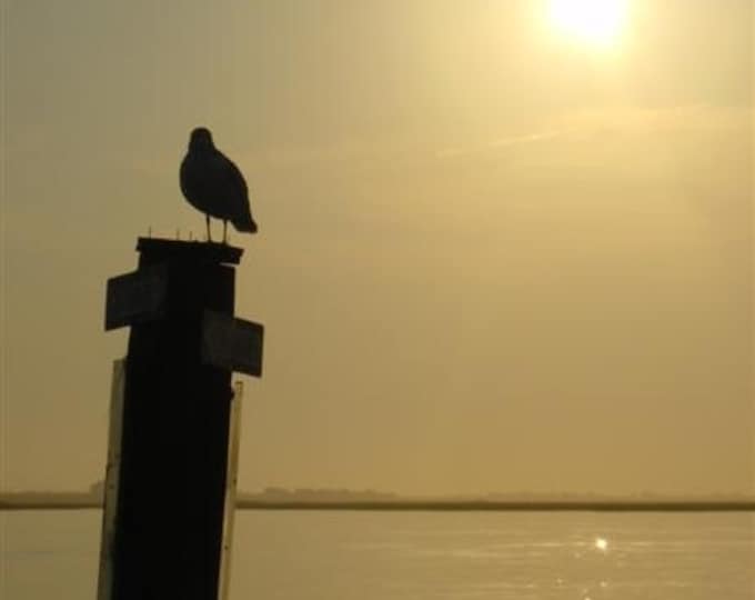 Seagull enjoying a Sunset on the Bay