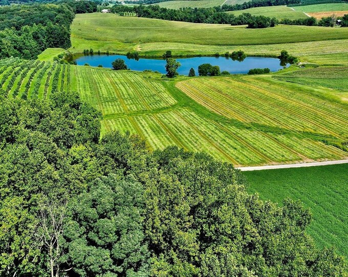 Aerial Orchard