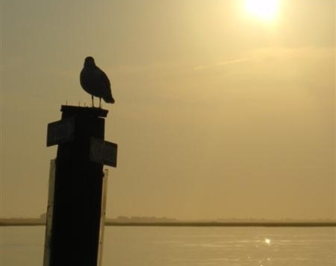Seagull enjoying a Sunset on the Bay