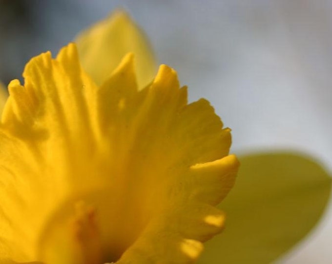 Nature Up Close