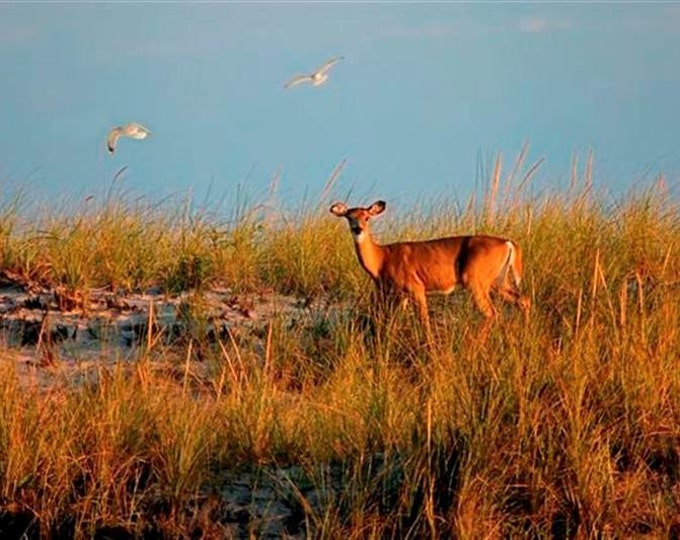 Deer on a Dune 8x10 Print