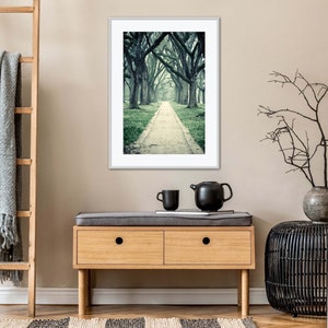 Live Oak Trees Wall Art for Home or Office, Green Nature Decor, Beautiful Wooded Path Photography, Houston Home Decor image 3