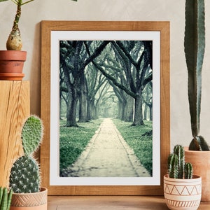 Live Oak Trees Wall Art for Home or Office, Green Nature Decor, Beautiful Wooded Path Photography, Houston Home Decor image 2