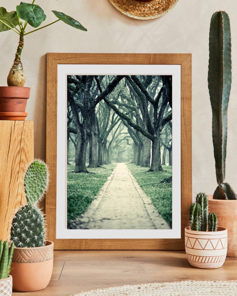 Live Oak Trees Wall Art for Home or Office, Green Nature Decor, Beautiful Wooded Path Photography, Houston Home Decor image 2