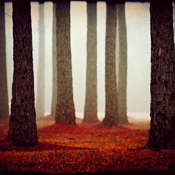 3 DAY SALE - The Red Carpet - fog mist forest woods trees - decorative print 8 x 10