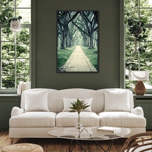 Live Oak Trees Wall Art for Home or Office, Green Nature Decor, Beautiful Wooded Path Photography, Houston Home Decor image 5