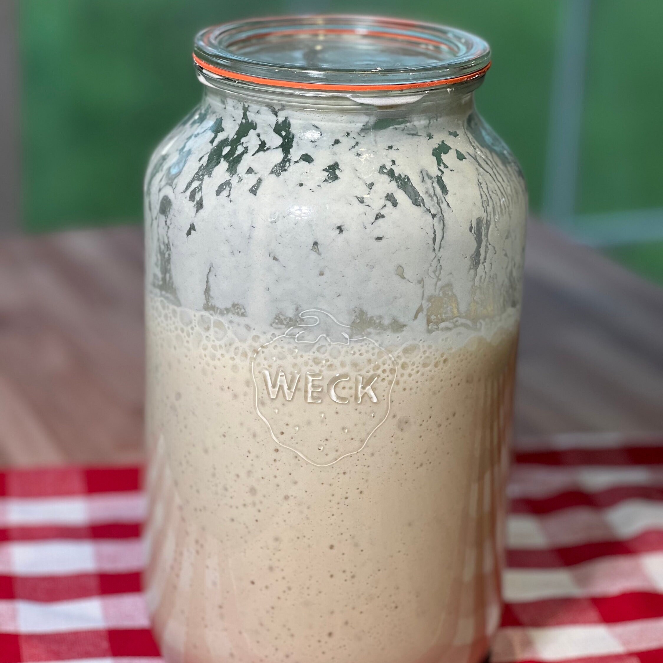 5000 Year Old Red Sea Egyptian Sourdough Starter Active or Dehydrated Homesteading Gift Etsy