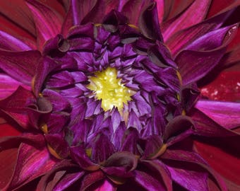 Dahlia 2