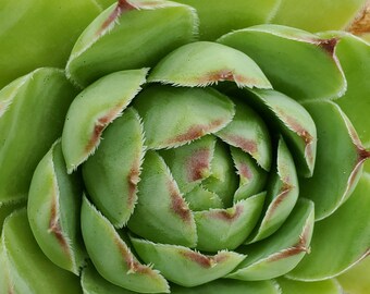 Succulent 1