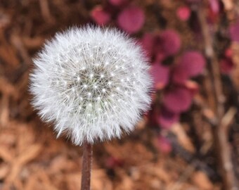 Dandylion Pods