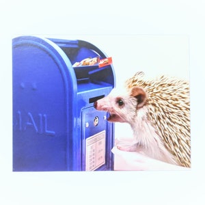 Hedgehog and Mailbox Postcard, set of 2, Codex loves mail postcards