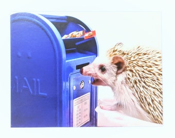 Hedgehog and Mailbox Postcard, set of 2, Codex loves mail postcards