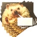 see more listings in the Hedgehoggery section