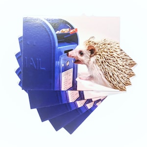 Hedgehog and Mailbox Postcard, set of 5, Codex loves mail postcards image 1