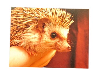 Handsome Hedgehog Postcard, set of 2, Hoggle: You've Got Huffypost