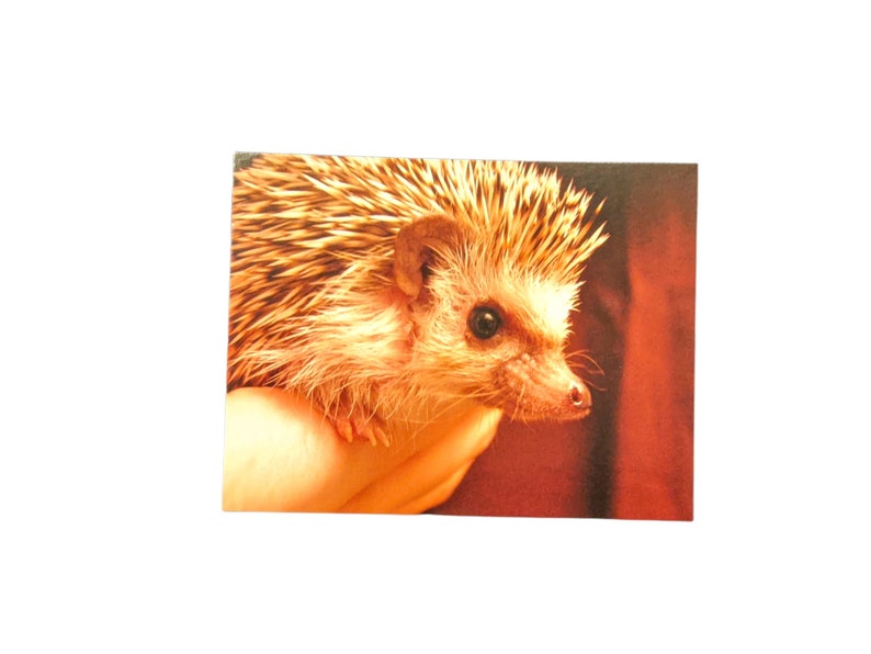 Handsome Hedgehog Postcard, set of 2, Hoggle: You've Got Huffypost image 1
