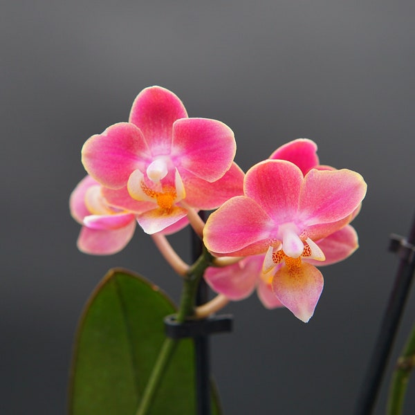Phal. “Twinkle” (fragrant, light specks on the leaves) Blooming size (Pot size: 1,7 (small))