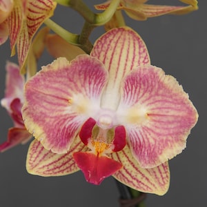 May include: A white ceramic mug with a black handle and the text "But First, Coffee" in a black, bold font. The mug is sitting on a wooden surface.