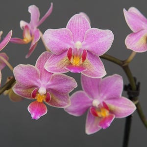 May include: A white ceramic mug with a black handle and the text "But First, Coffee" in a bold, black font. The mug is set against a blurred background, suggesting a cozy setting.