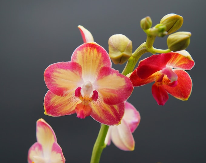 Phal. Tying Shin Smart 'painted Desert' / Blooming Size pot Size: 2,5 ...