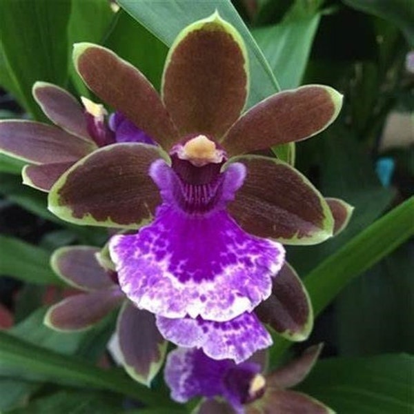 New! Zygo. Jumpin Jack 'K' x Zygo. Advance Australia 'HOF' AM/AOS / Blooming size