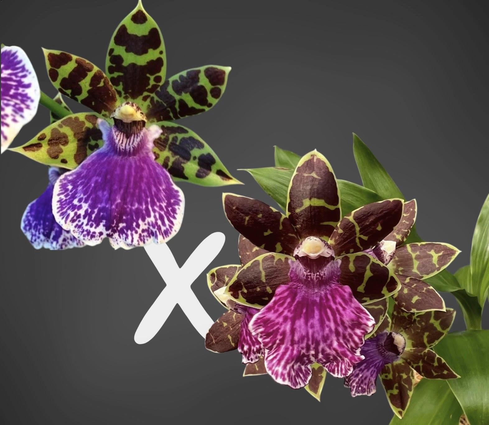 Very Rare! Zygo. Jumpin Jack 'K' X Zygo. Advance Australia 'HOF