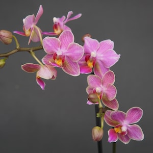 May include: A close-up of a blooming orchid with pink petals and yellow centers. The orchid is on a dark gray background. The flower has several open blooms and unopened buds.