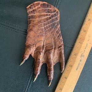 May include: A brown alligator claw with four long, sharp claws. The claw has a scale pattern and is next to a wooden ruler. The claw is a rich brown colour.