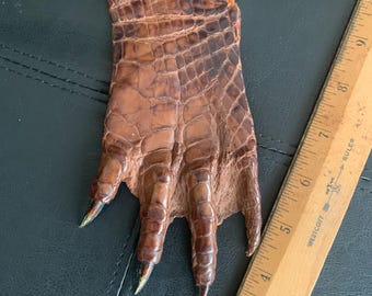 Taxidermy Alligator/Crocodile Paw, 1900s