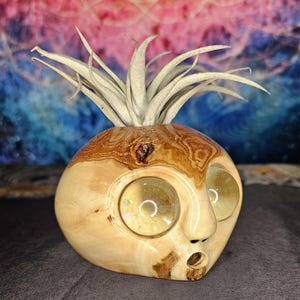 Könnte beinhalten: Ein skurriler Luftpflanzenhalter aus Holz mit einem eingeschnitzten Gesicht. Der Halter hat große, runde Augen mit einem gelb-goldenen Farbton und einen kleinen, offenen Mund. Oben auf dem Halter befindet sich eine hellgrüne Luftpflanze. Das Holz hat ein natürliches Maserungsmuster.