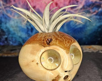 sugar maple wood air plant holder