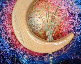 oak wood moon air plant holder