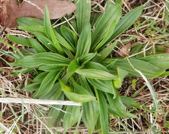 Plantain Blatt-Auszug