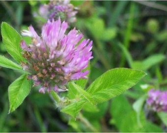 Red Clover Blossom Hydrosol