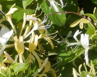 Honeysuckle Hydrosol