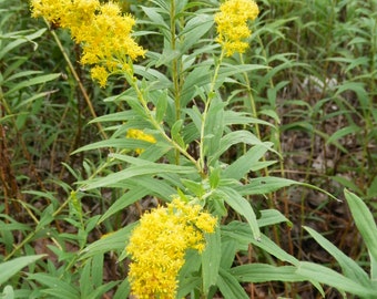 Goldenrod Hydrosol