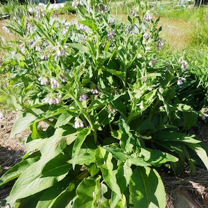 May include: A close-up of a large green plant with purple flowers. The plant is growing in a field with a wooden shed in the background.