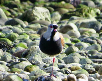 Colección de Vida Silvestre Chilena: Aves Cautivadoras de la Patagonia