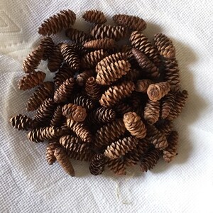 May include: A collection of small, brown pine cones arranged on a white, textured surface. The cones vary in size and shape, with a detailed, textured appearance. The image is well-lit, highlighting the natural colors and textures of the cones.